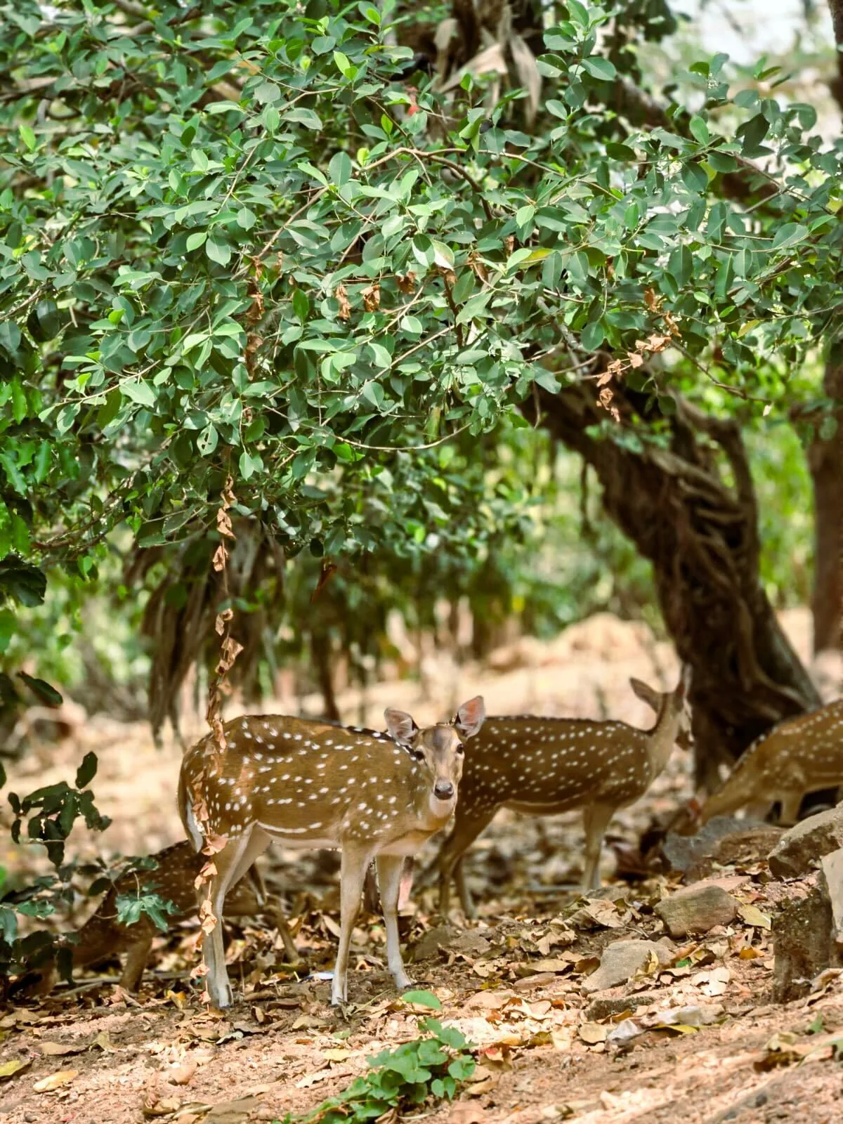 Aesthetic photography capture by Jathu Mathews